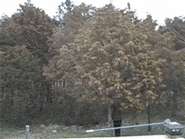 cursing the tree GIF
