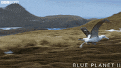 GIF by BBC Earth