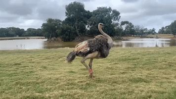 Ostrich Greets Keeper With Lively Dance Performance at Melbourne Zoo
