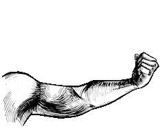 Biceps Sticker by Active Square