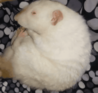 White Rat GIF