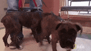 nat geo wild pet GIF by The Incredible Dr. Pol