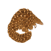 Africa Pangolin Sticker