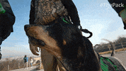 The Pack Dogs GIF by Amazon Prime Video