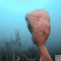 Singapore Neptune GIF by BBC America
