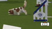 On My Way Running GIF by American Kennel Club