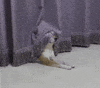 Excuse Me Reaction GIF by wildKitty