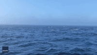 Orcas Clash With Humpback Whales in Tense Salish Sea Encounter