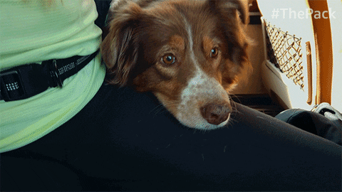 The Pack Dogs GIF by Amazon Prime Video