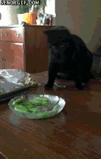 Cat Peas GIF