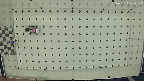 tulsimo giphygifmaker GIF