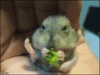 Hungry Om Nom Nom GIF