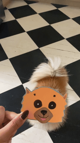 Yay for Pomeranians 