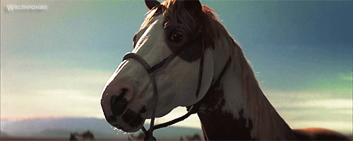 horse GIF