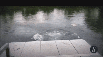 GIF by Giffffr
