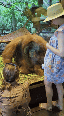 cuteanimalland giphyupload GIF