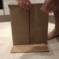 Knock Knock Cat GIF by JustViral.Net