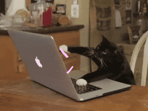 datagifs giphyupload cat crazy computer GIF