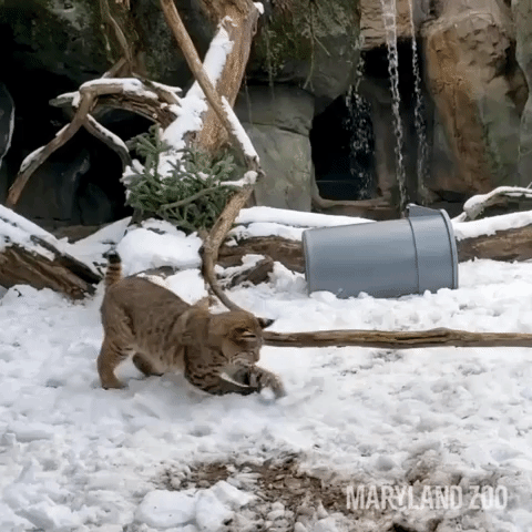 Playful Bobcat Enjoys Snow Day at Baltimore Zoo
