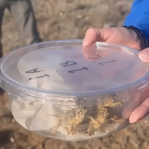 Horned Lizards Released in Texas to Boost Shrinking Population