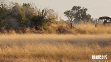 Lion Fight on the Savannah
