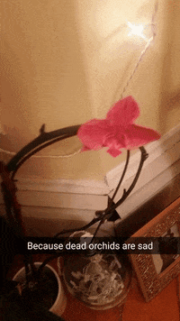valentine's day flowers GIF by Studio 360
