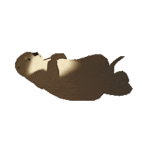 Sea Otter Sticker