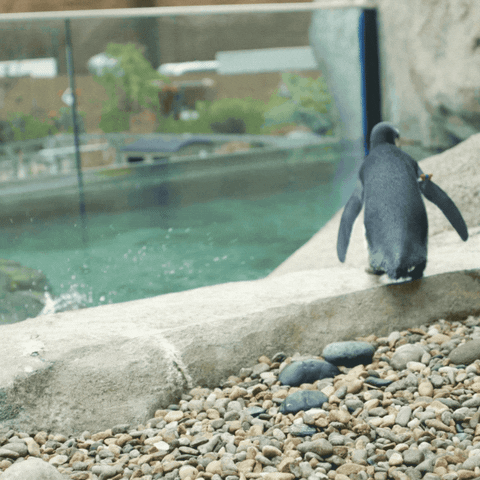 baby animals lol GIF by San Diego Zoo