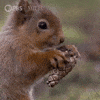Hungry Pbs Nature GIF by Nature on PBS