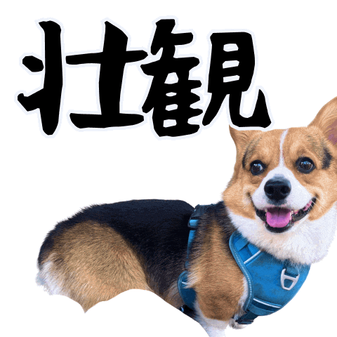 Corgi Wow Sticker