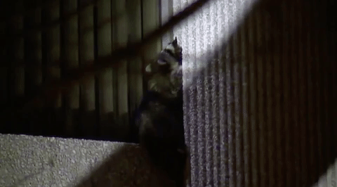 raccoon GIF