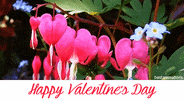 valentines day GIF