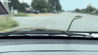 Snake Hitches a Ride on Car 