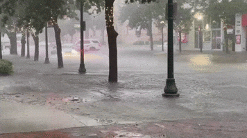 'This Rain Is Nuts!': Deluge Swamps Sarasota Streets