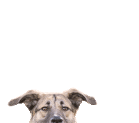 coming up dog Sticker by Tales&Tails