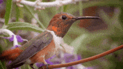 GIF by KQEDScience