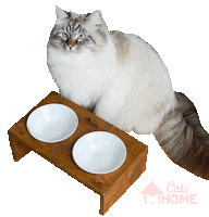 CatsHome cat hungry give katze Sticker