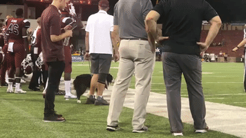 Kicking Tee-Retrieving 'Wonder Dog' Steals the Show at College Football Game