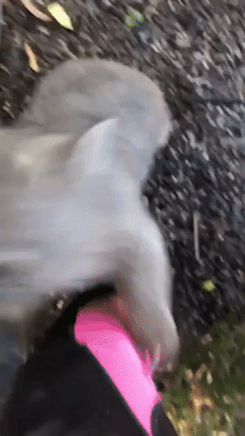 Wombat Playfully Attacks Carer
