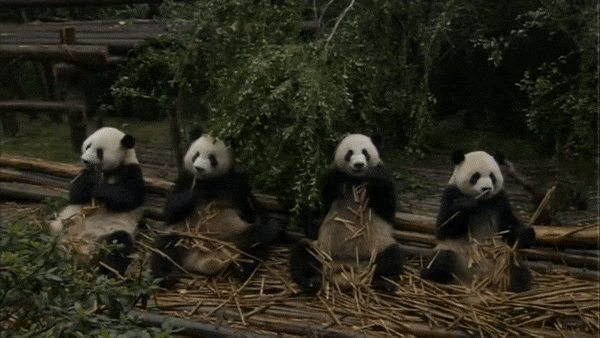 pandas bamboo GIF by Neon Panda MX