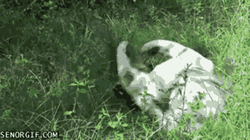 catnip GIF