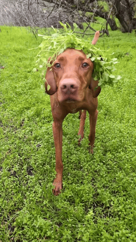mydogmendo  GIF