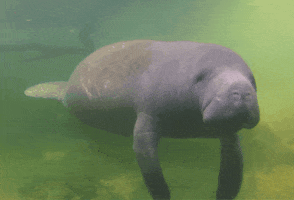 Save The Manatee Club GIFs - Find & Share on GIPHY