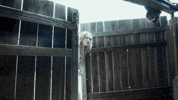 Rat Musicvideo GIF by Mollie Elizabeth