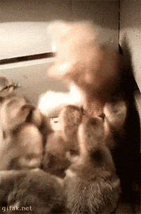 box ducklings GIF