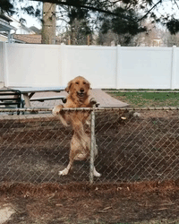 Dog Reaction GIF by MOODMAN