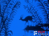 lotte reiniger animation GIF by FilmStruck