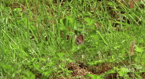 hiding peek GIF by Nat Geo Wild 