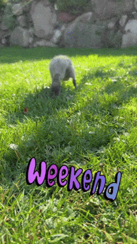 Weekend Duck GIF