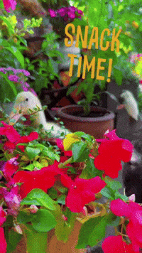 Summer Flower GIF